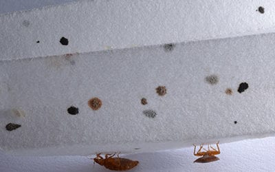 do i have bed bugs - bed bug spots