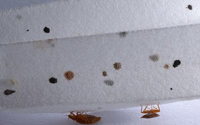 no bugs do i have bed bugs - bed bug spots