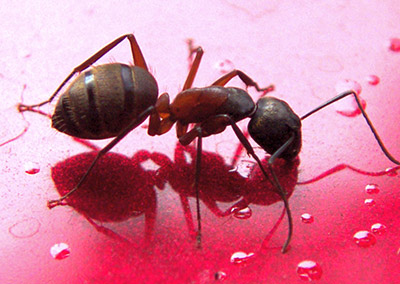 carpenter ant close up