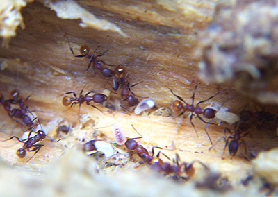 carpenter ant in log wood