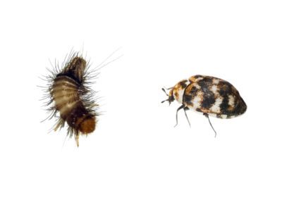 Carpet Beetle And Woolly Bear