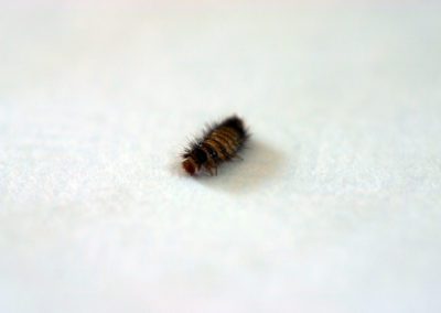 Wooly Bear Macro Carpet Beetle Grub