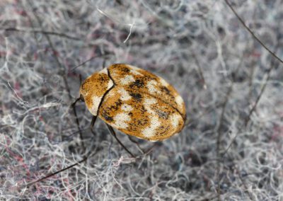 Varied Carpet Beetle