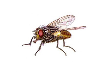 House Fly