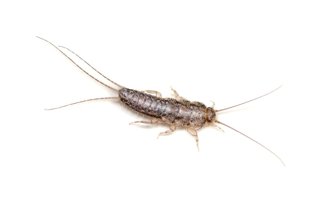Sliverfish