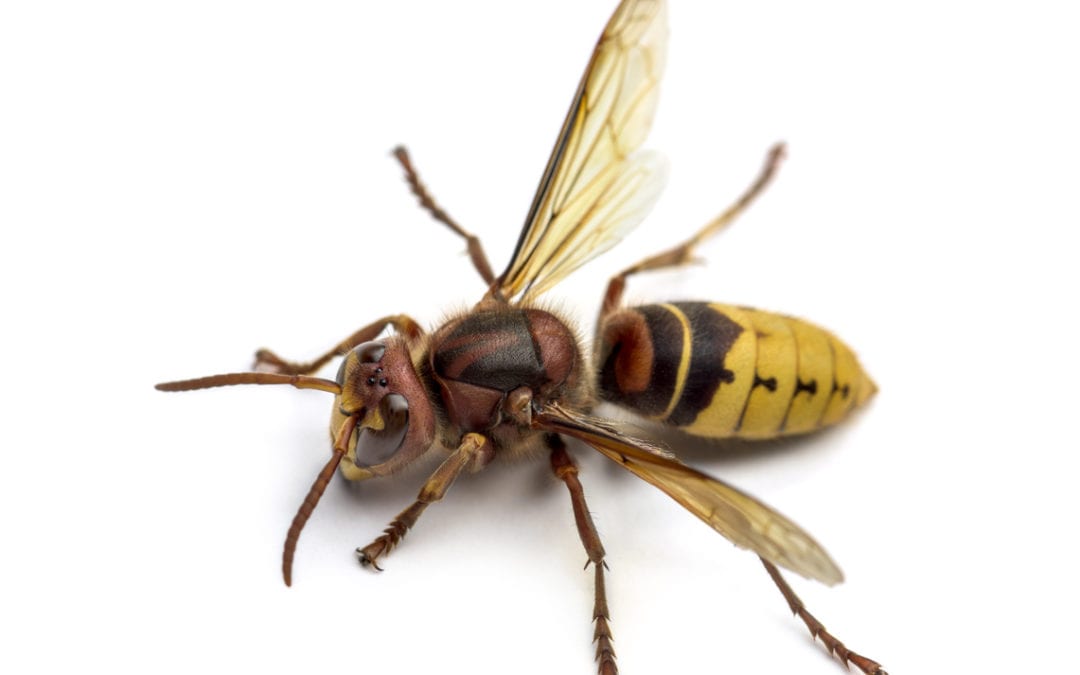 European Hornet