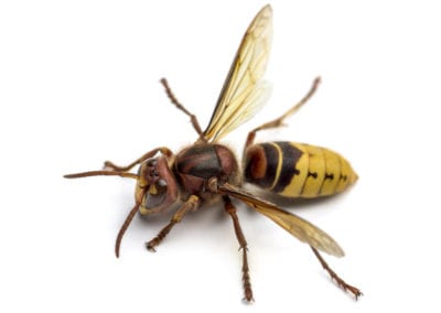 European Hornet