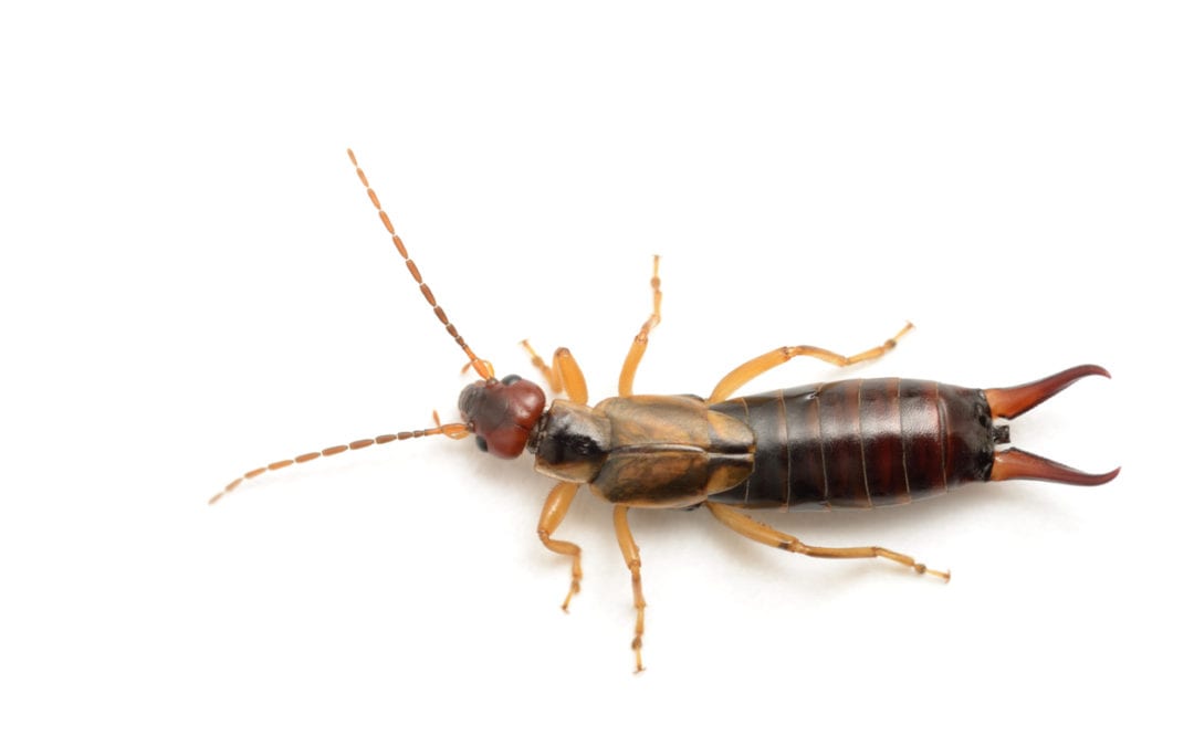 Earwig