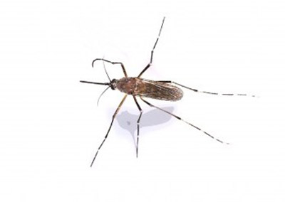 Mosquitoes are most active at dusk and dawn in Michigan City