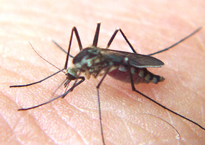 mosquito close up on skin