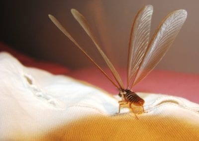swarming termite