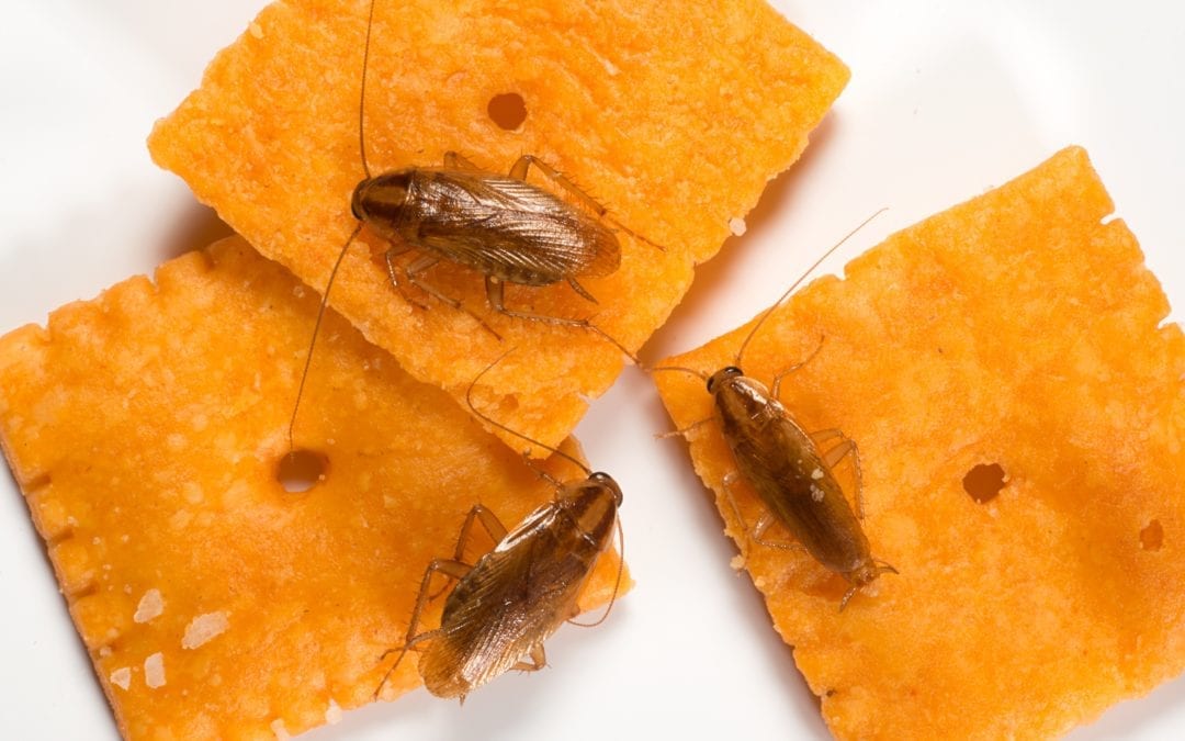 How Many Cockroaches Is Too Many? A Homeowner’s Guide