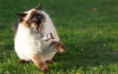 7 Tips to Winterproof your home against rodents