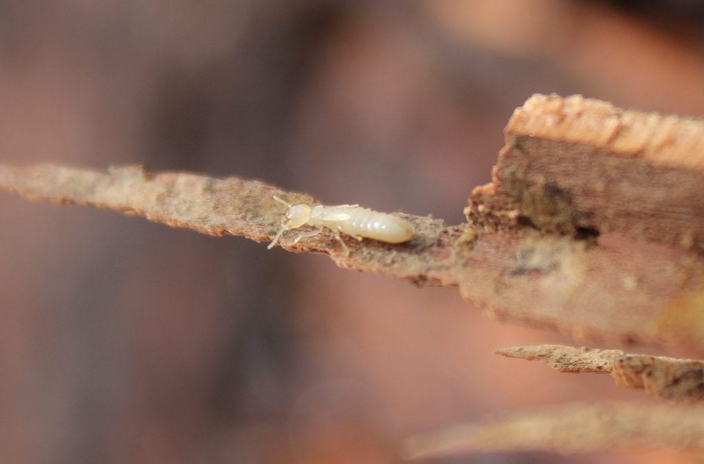 Everything You Need to Know About Termites in Indiana