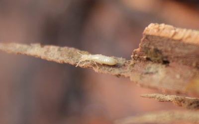 Everything You Need to Know About Termites in Indiana