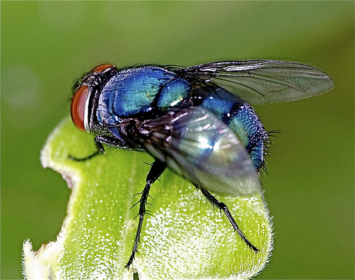 blue bottle fly resized 600