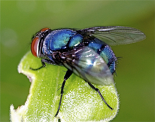 blue_bottle_fly-resized-600.jpg