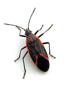 how do you get rid of boxelder bugs