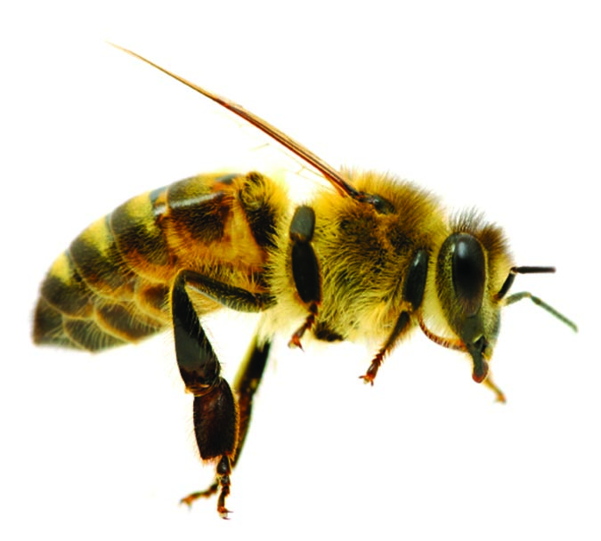 honeybee2