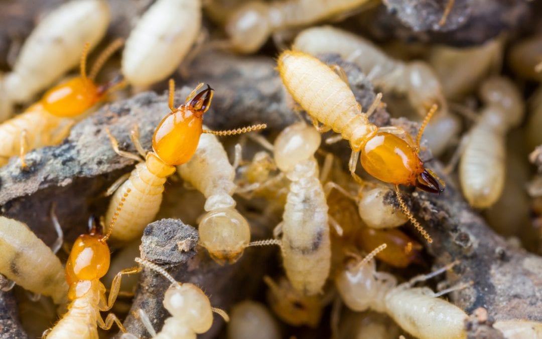 Termite Awareness Week 2018