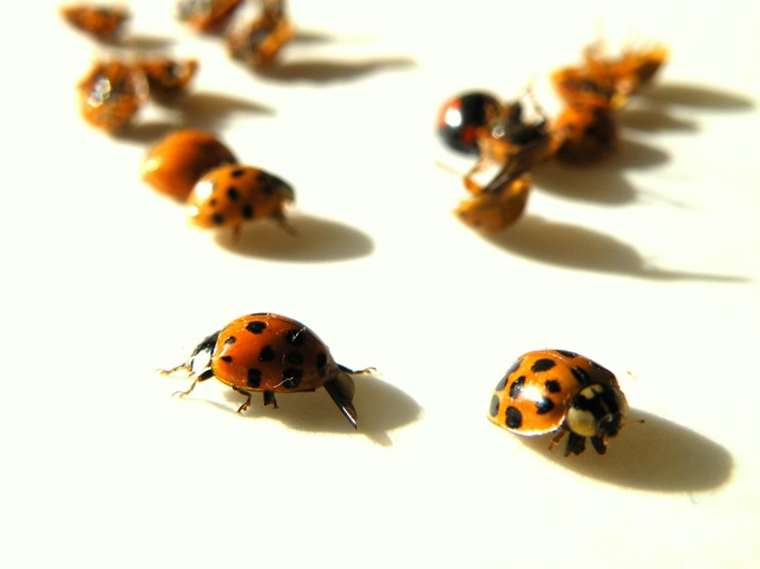 ladybugs.jpg