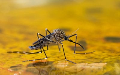 How to Get Your Yard Ready for Mosquito Season