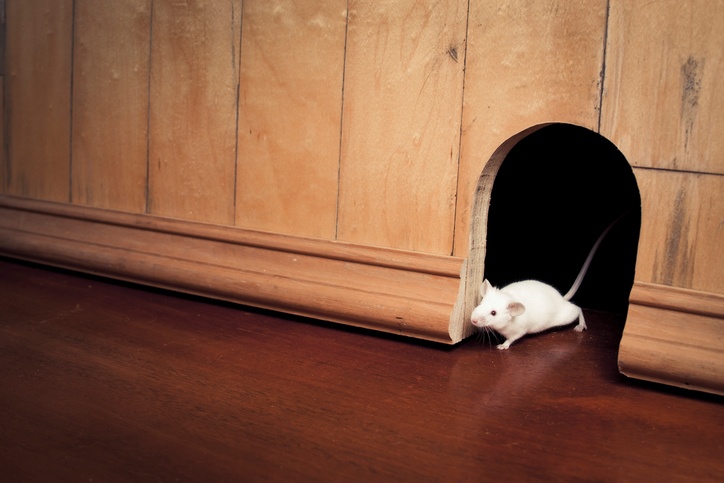 mousehole.jpg