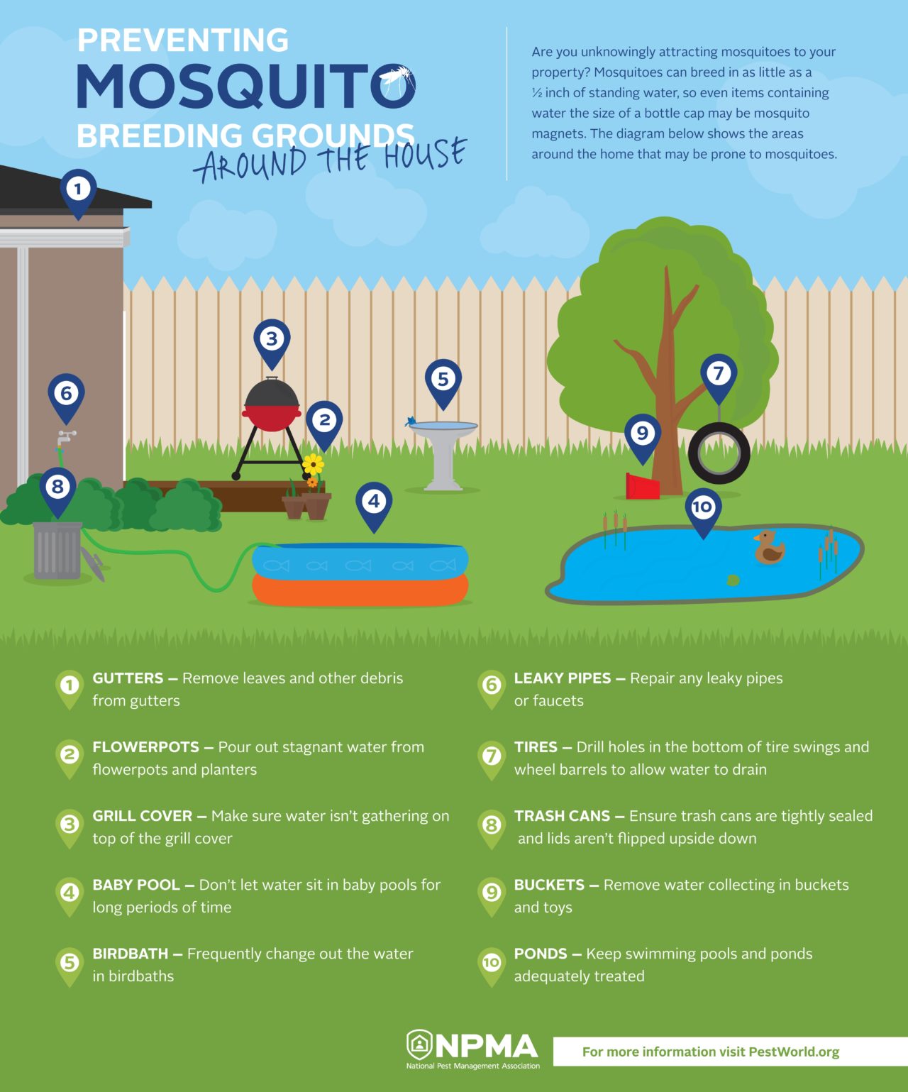 mosquito breeding infographic backyard