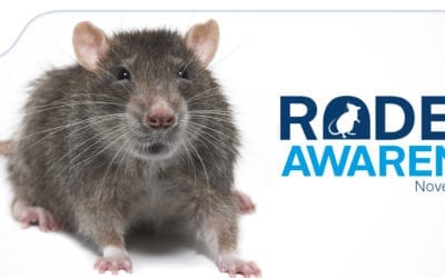 How to Keep Mice Out of the House