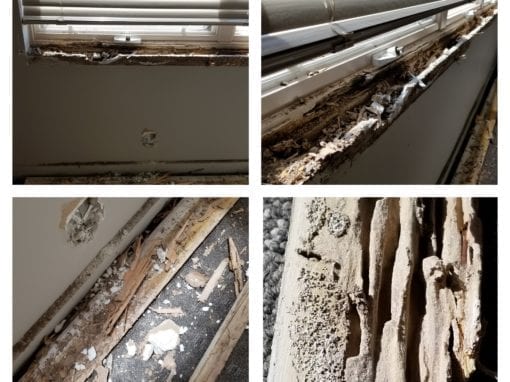 termites eating baseboards and windowsills