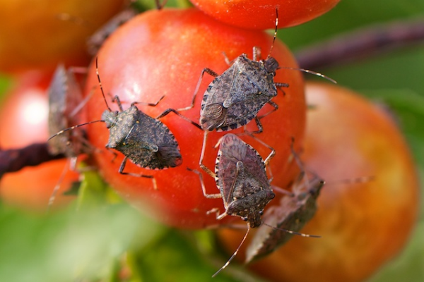 How to Keep Stink Bugs (and Other Fall Pests) Out of Your Home