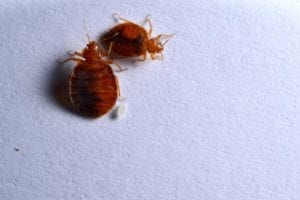 Two Bed Bugs and One Egg Close-Up
