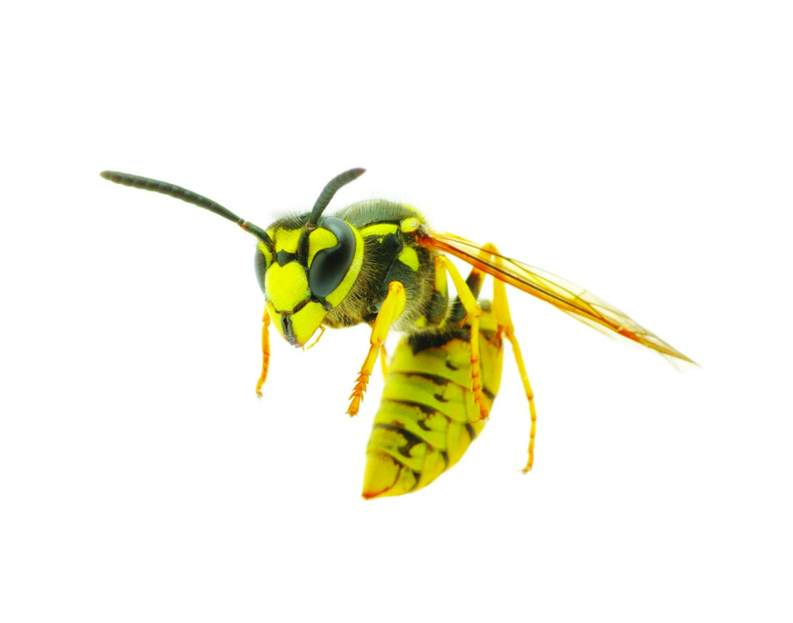 yellowjacket_sm