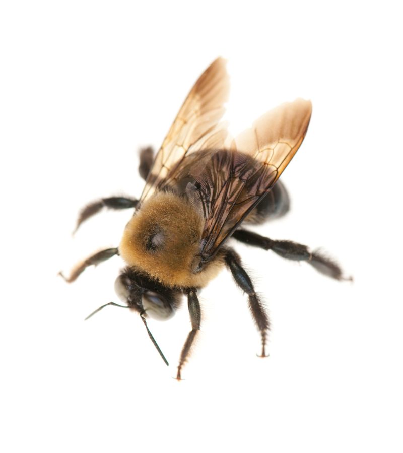 The Carpenter Bee at Michigan City. Carpenter bee control at Franklin Pest Solutions in Michigan City & South Bend