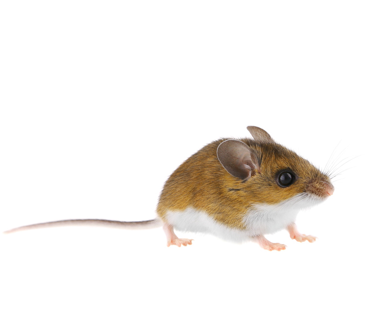 How to Get Rid of Mice and Other Fall Pests