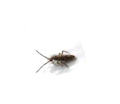 Springtail