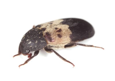 Larder Beetle