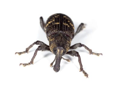 Rice Weevil