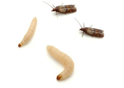indian meal moth and larvae