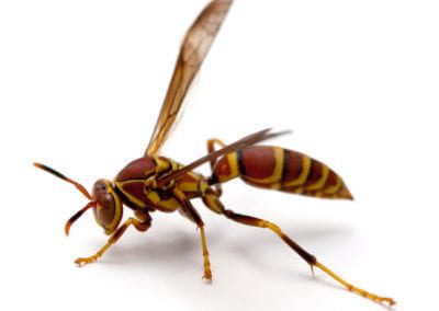 Paper Wasp