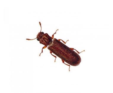 Powderpost Beetle