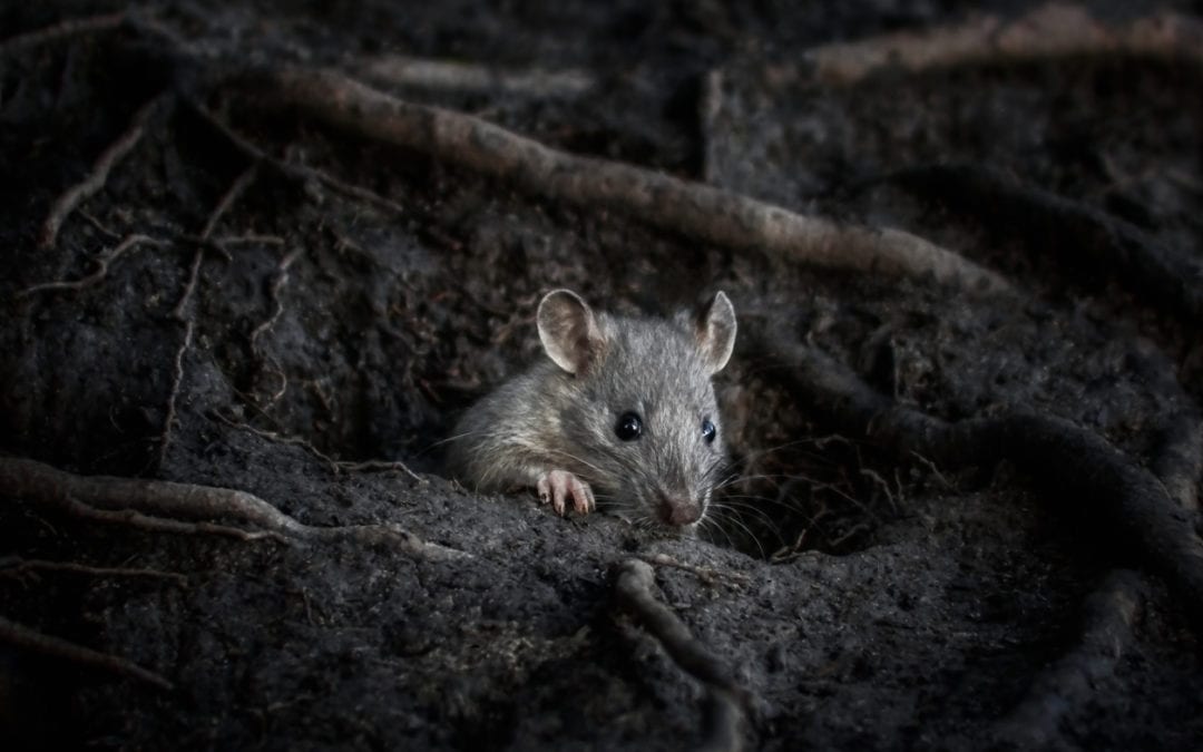 6 Signs of A Rodent Infestation