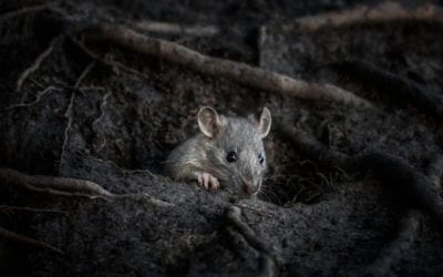 6 Signs of A Rodent Infestation