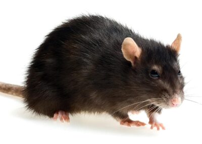 Close view of a Roof Rat in Chicago and Rockford DMA
