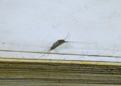 Pest books and newspapers. Insect feeding on paper