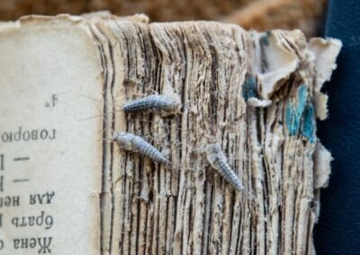 silverfish on book pages