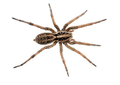 wolf spider top view