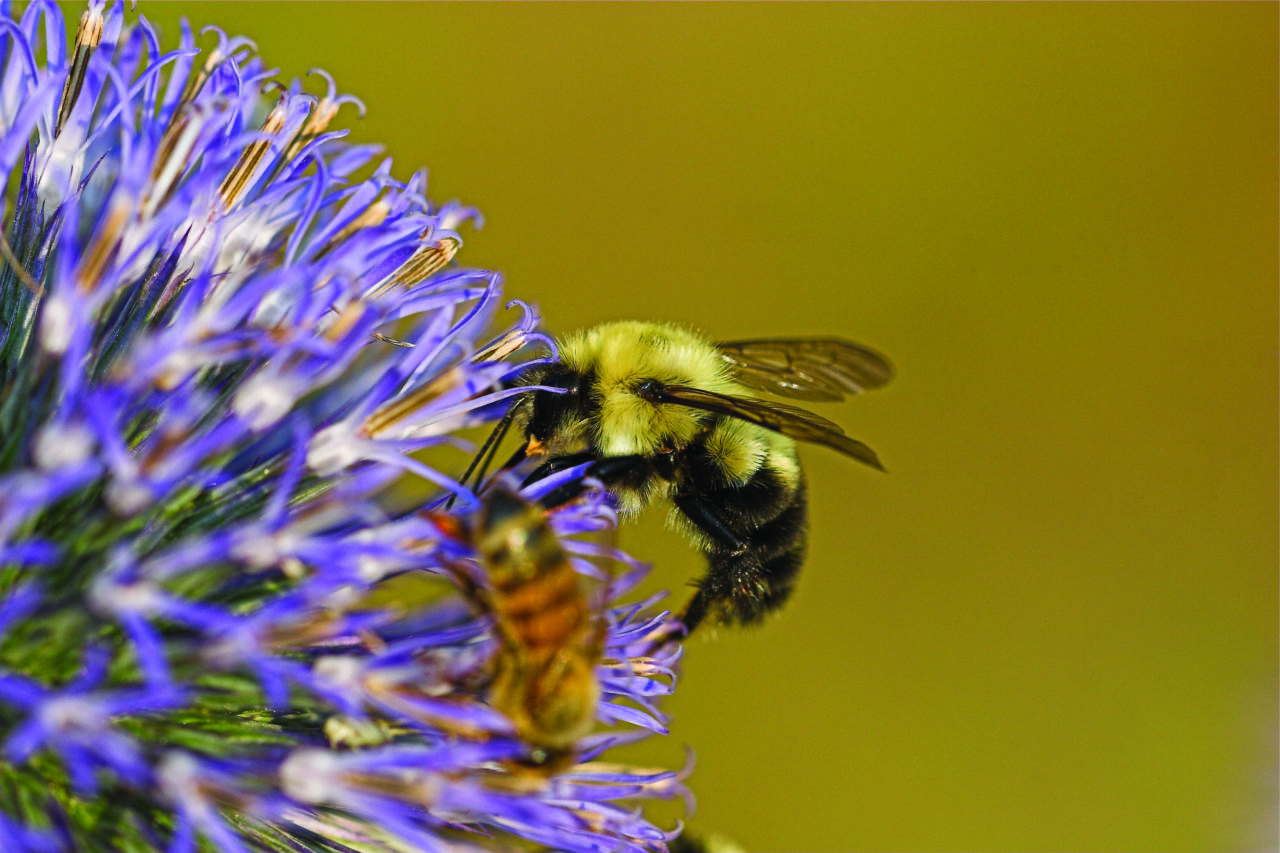 44_bumble-bee