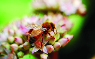 How YOU Can Help Save Pollinators