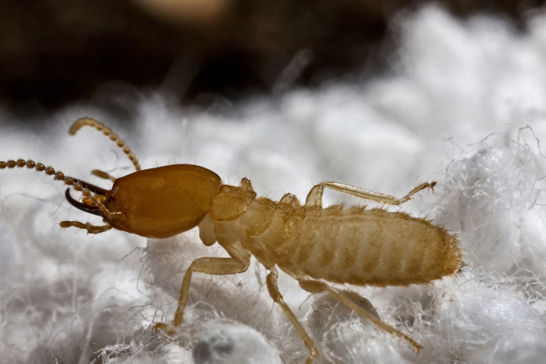 What are the signs of a termite infestation?